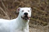 DOGUE ARGENTIN 471